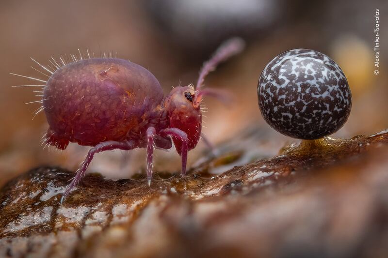 Springtail and slime mould captured in an image that won the Young Photographer of the Year competition