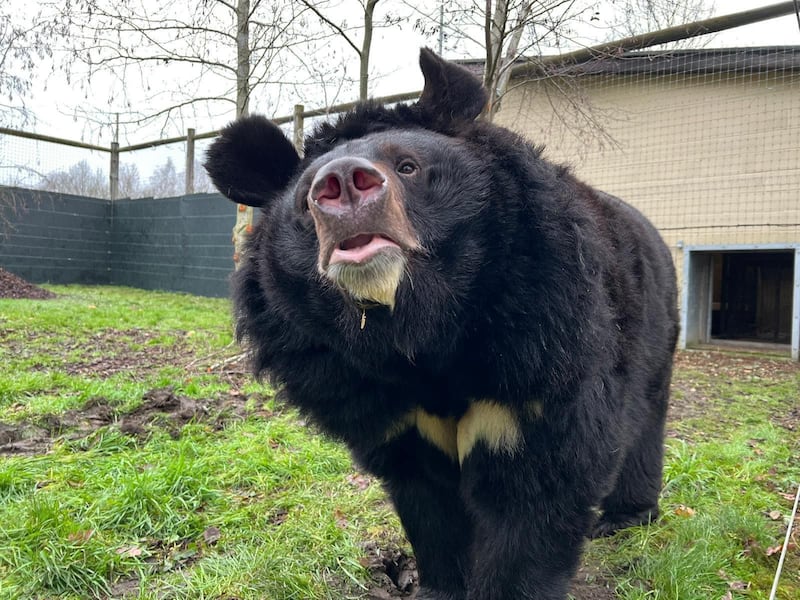 Yampil was rehomed in Scotland after being found in an abandoned zoo in Ukraine, where he was one of only a few animals who had survived.