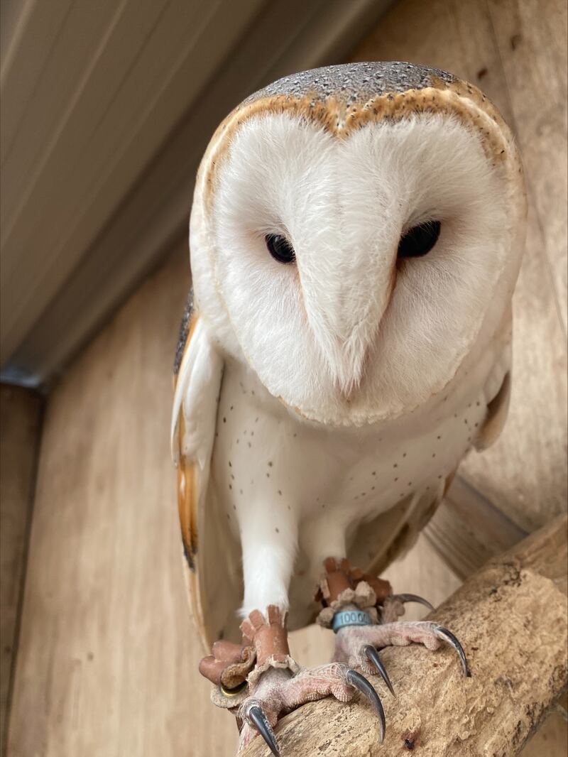 Shiraz the barn owl went missing after the alleged break-in but has since been found.