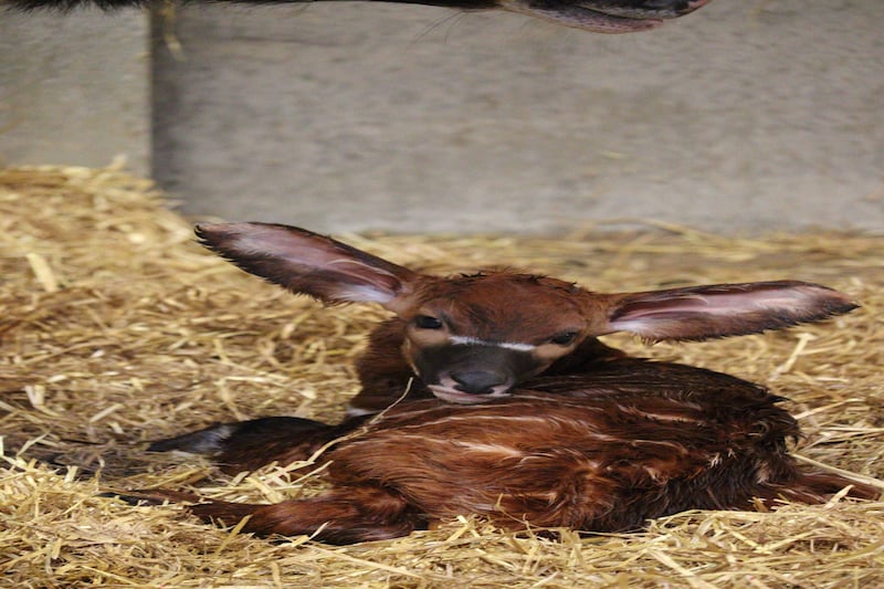 The birth marked the first bongo calf born at the park in over 10 years