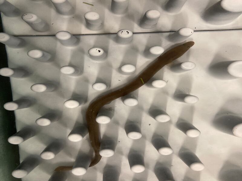 Eel tiles being tested in the lab (Guglielmo Sonnino Sorisio/Cardiff University)
