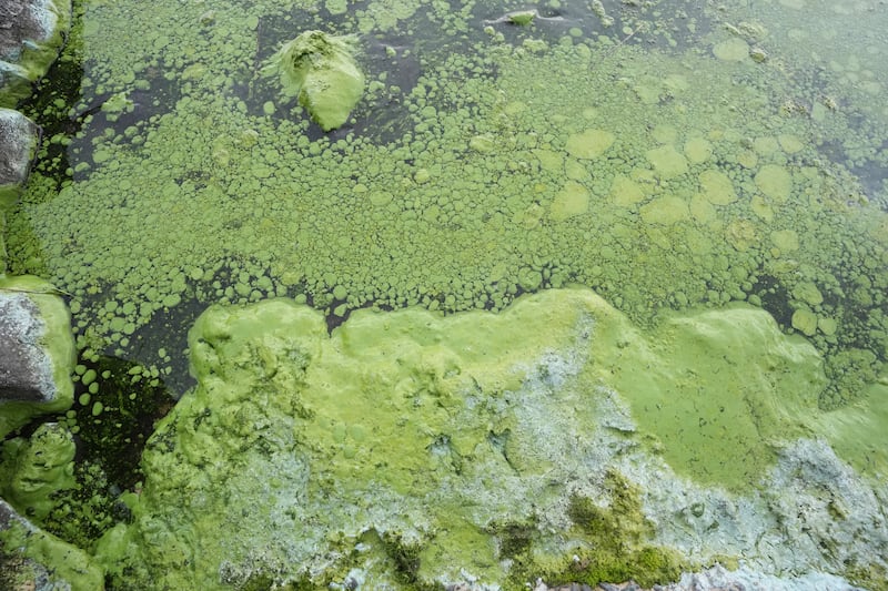 Lough Neagh is the biggest freshwater lake by surface area in the UK and Ireland