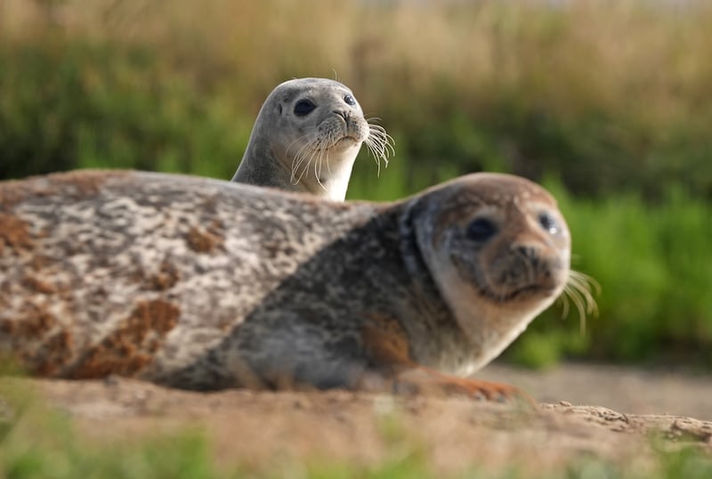 Two seals bask on the banks of the River Stour near Ramsgate.