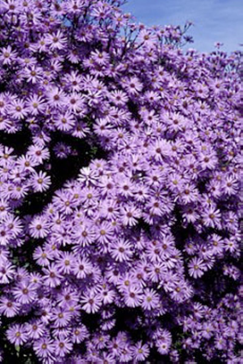 The popular ‘Little Carlow’ variety of aster has been reclassified in the Symphyotrichum genus