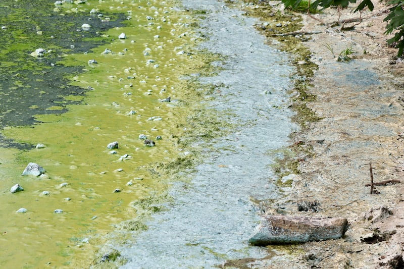 Blue green algae on Lough Neagh at Antrim. PICTURE: MAL MCCANN