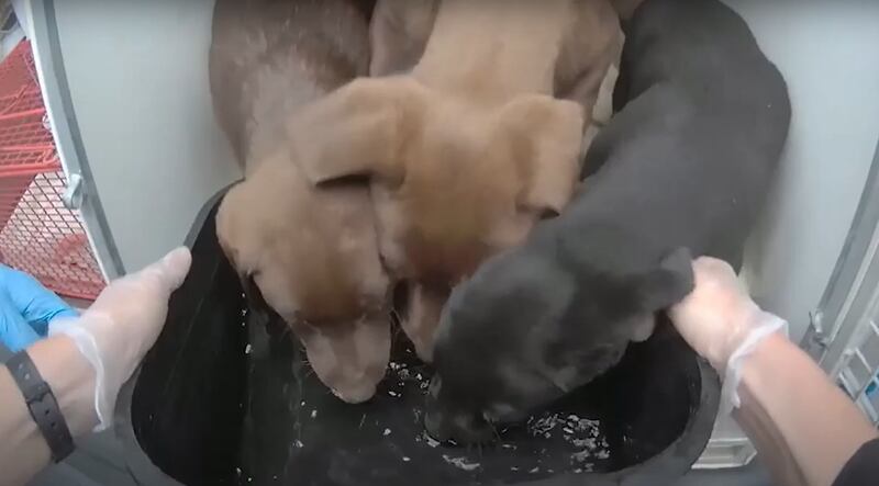 Body-worn footage of puppies drinking water as they were rescued from a caravan in Eastbourne