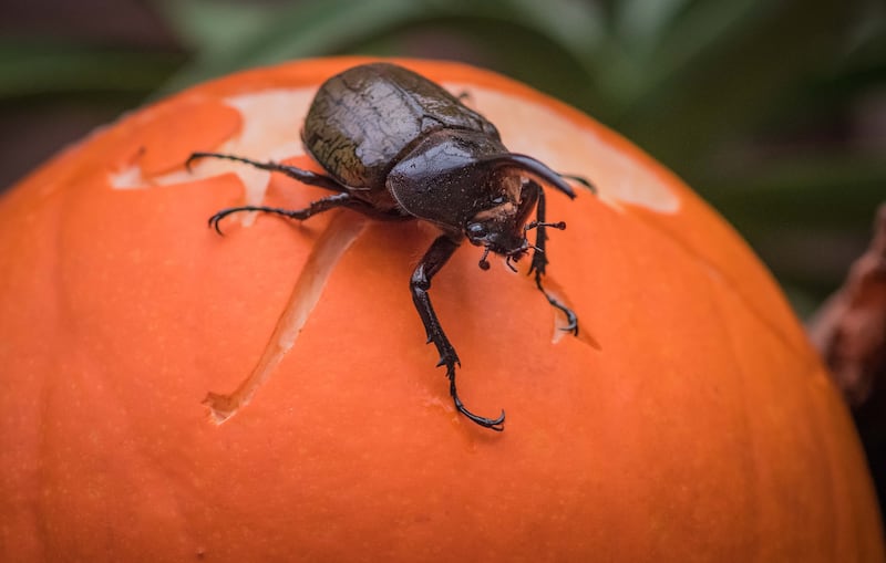 An Atlas beetle at Chester Zoo