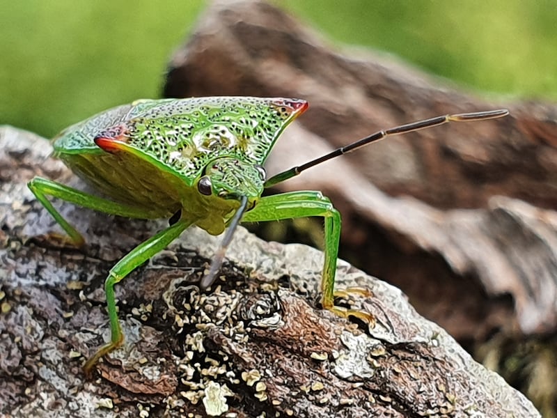 A rare hawthorn shield bug captured by Eoghan Daltun on his farm on the Berara peninsula, West Cork