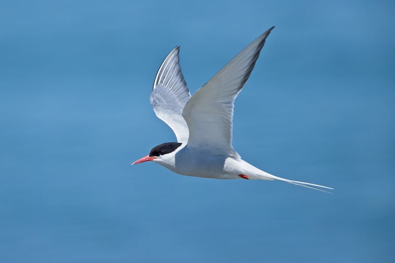 Arctic Tern in habitat