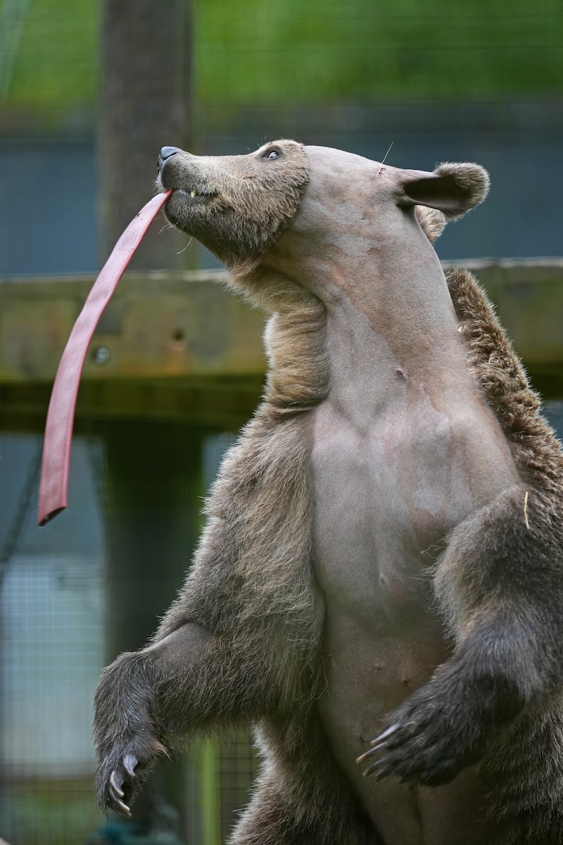 Boki, a two-year-old brown bear, plays with some enrichment containing fruit and honey in his enclosure at the Wildwood Trust in Canterbury, Kent as he recovers from brain surgery