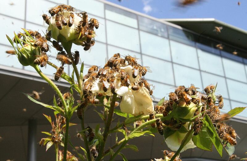 Evidence of a 'hive mind' was found among bees, a study concluded (Lewis Whyld/PA)