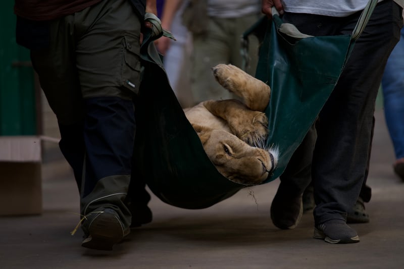 African lioness Yuna will be the first cohort of five lions to be rescued from Ukraine to Kent (The Big Cat Sanctuary)