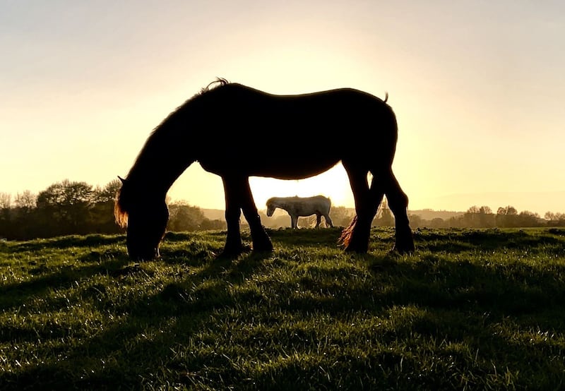 RSPCA Young Photographer Awards 2020