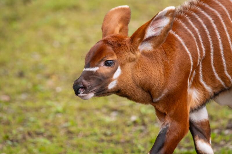 The calf was born at the start of September