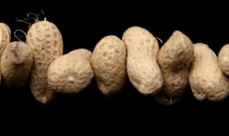 Researchers from King’s College London found that introducing peanuts into babies’ diets early achieved long-term prevention of peanut allergy