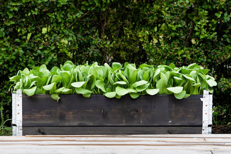 A plant box full of pak chois