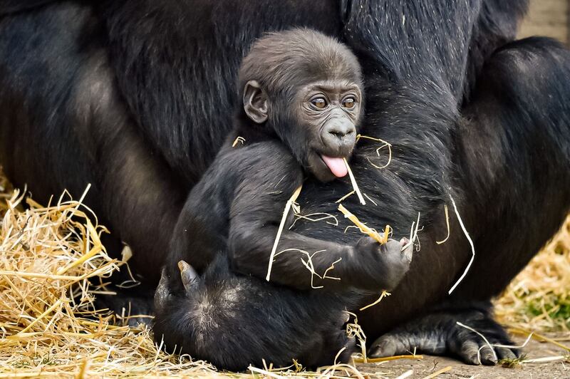 Juni will not be weaned until he is around four years old (Ben Birchall/PA)