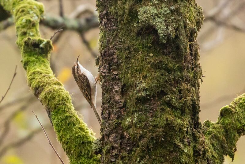 Atlantic rainforests are rich in wildlife, including plants, birds and animals