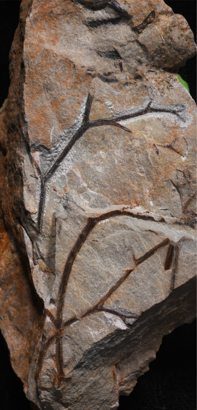 Ancient plant twigs from what is thought to be the world’s oldest fossil forest (Christopher Berry/Cardiff Univresity)