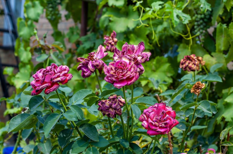 Heat and drought-stricken roses with wilted and burnt petals