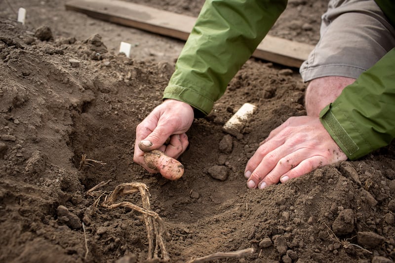 Field Trials Manager David Drag harvests potatoes engineered to photosynthesise more efficiently.