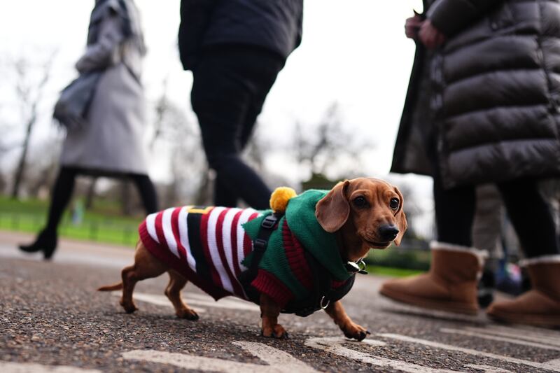 One canine was dressed in an elf suit for the annual Hyde Park Sausage Dog Walk