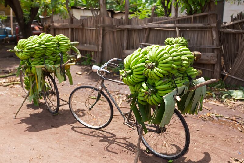 Pile of green African bananas stacking on bicycle at fresh market in Mto wa Mbu village, Arusha Region, Tanzania. Environmental-friendly way to transport bananas.