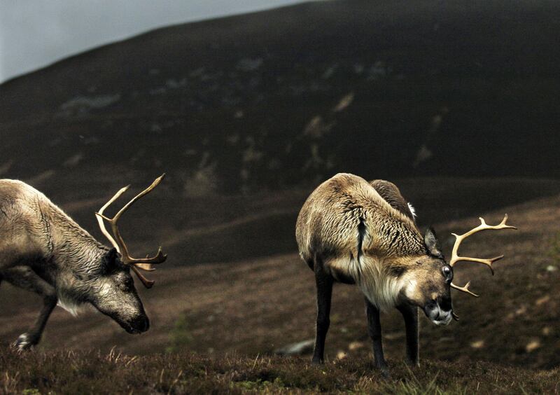 Reindeer at the Cairngorm Reindeer Centre, near Aviemore in the Highlands