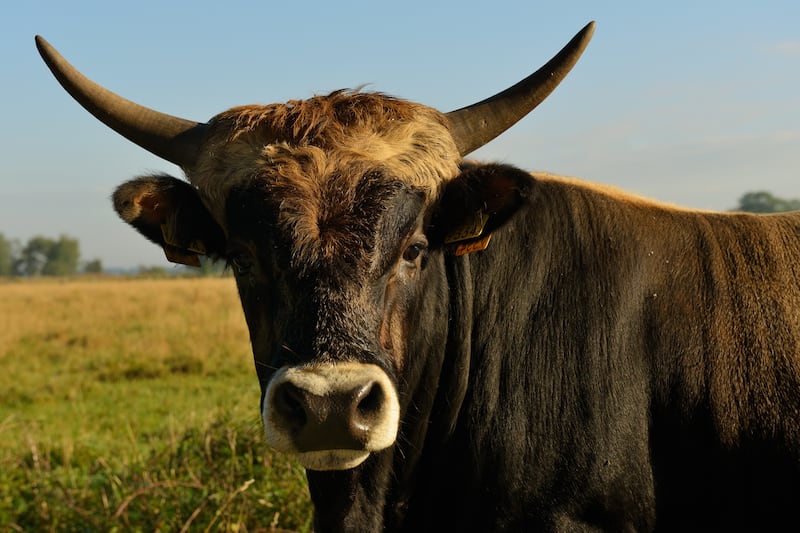 Head of a tauros in a field