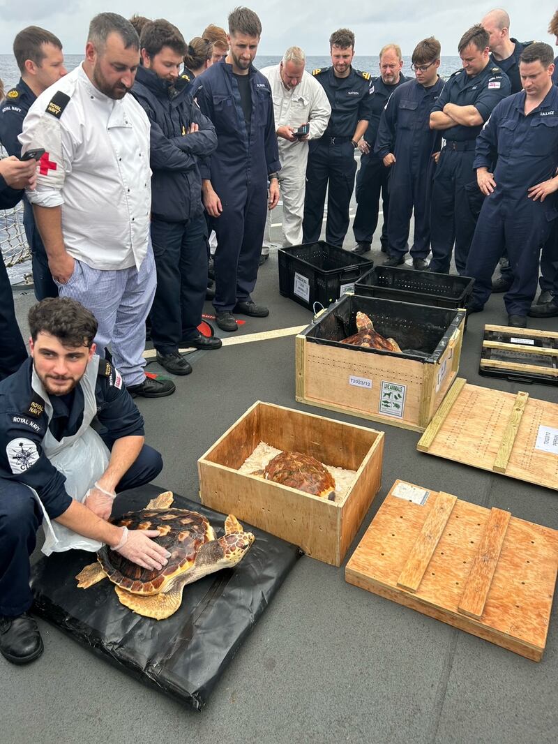 The six loggerhead turtles being removed from their crates to be dropped back into the Atlantic