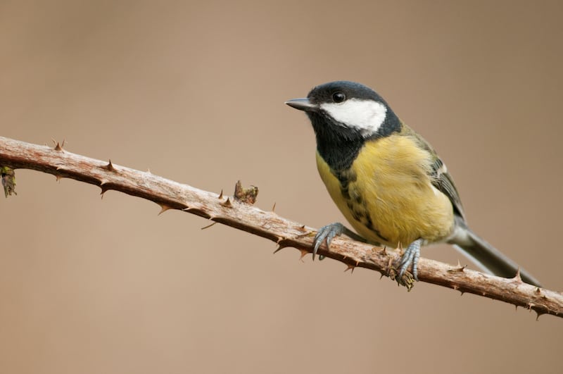 Great Tit (Parus major) perched on blackberry twig