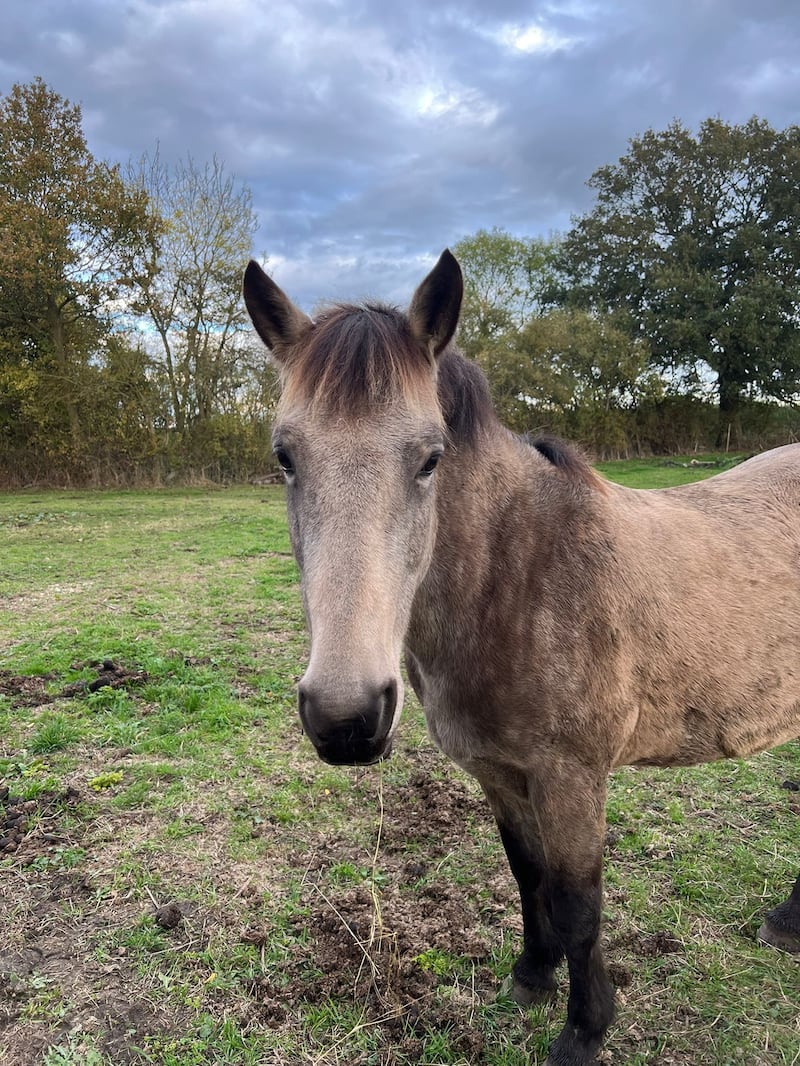 Julie said her horses become distressed with fireworks