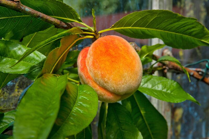 Greenhouse peach trees offer some shade