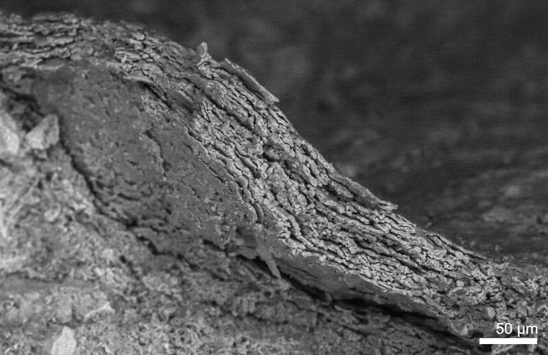 The fossil skin under an electron microscope, showing mineralised cell layers (Dr Zixiao Yang/University College Cork)