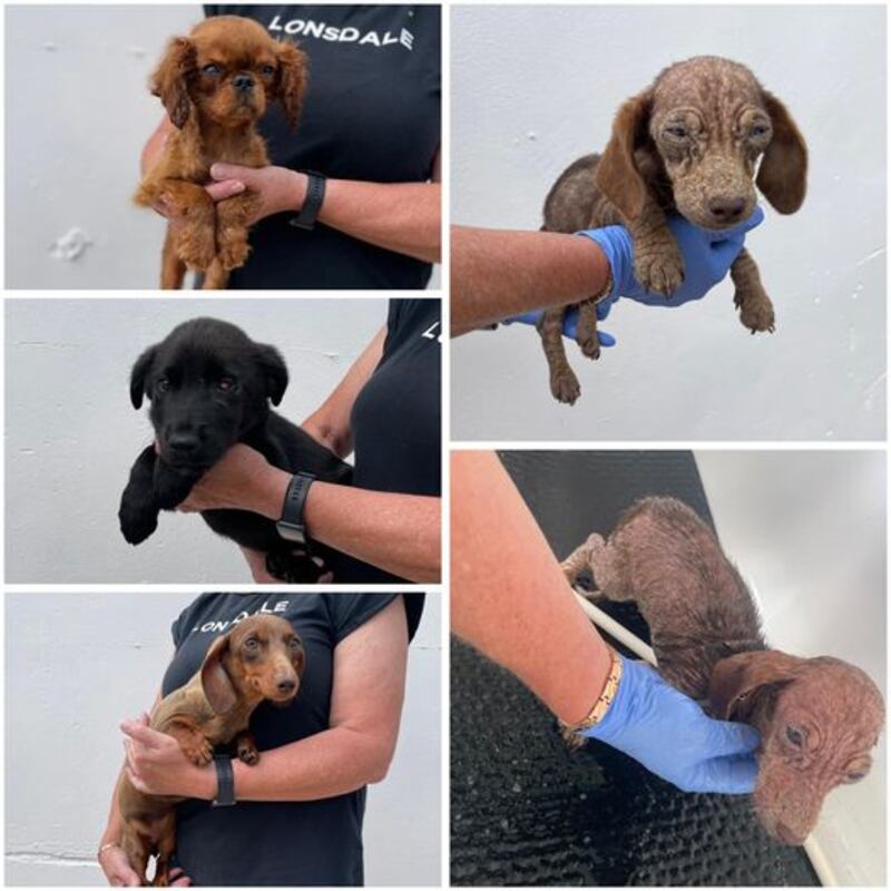 The four dogs were all abandoned within a week