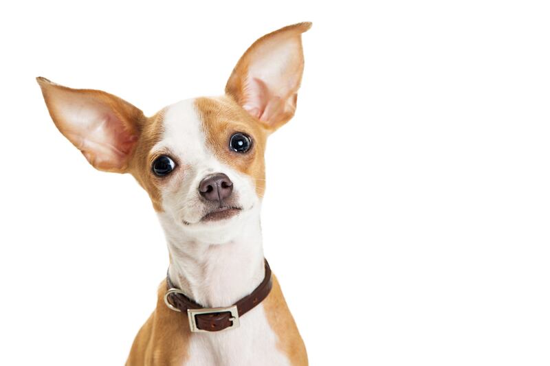 Closeup of cute little Chihuahua dog with big ears looking into camera with sweet expression