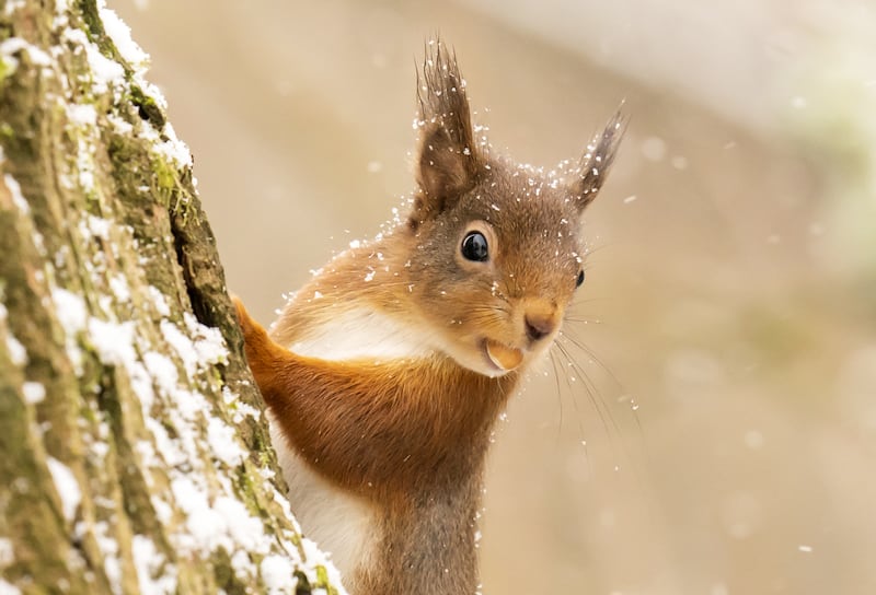 The researchers said natural and man-made barriers have resulted in red squirrels living in isolated pockets of population