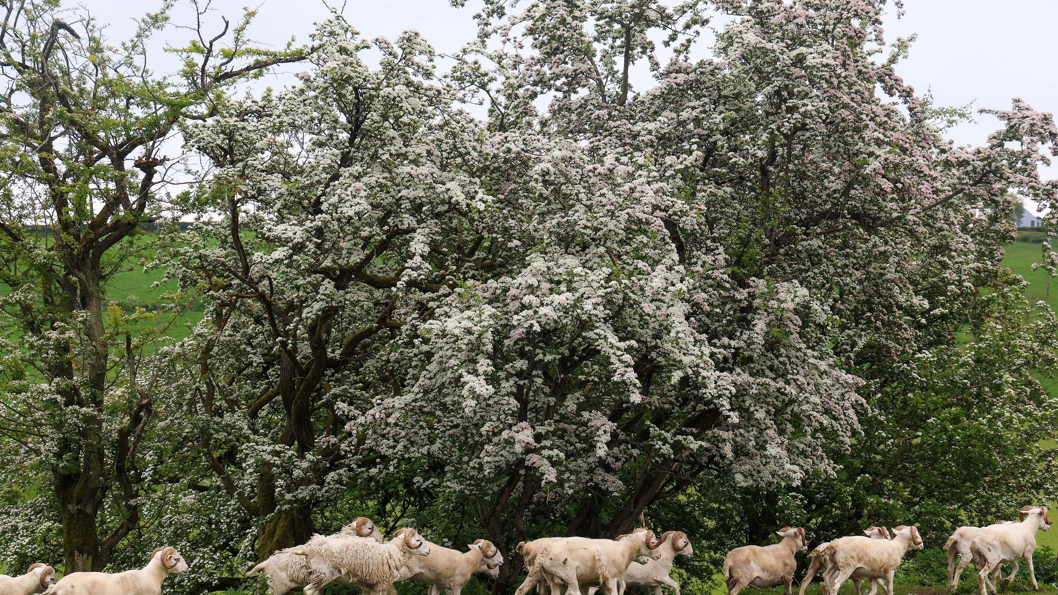 Sheep pass by a Hawthorn tree in full bloom. Co Antrim. PICTURE: MAL MCCANN
