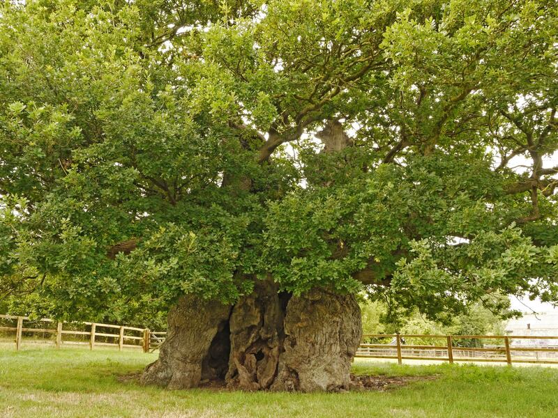 The Bowthorpe Oak came third in the competition