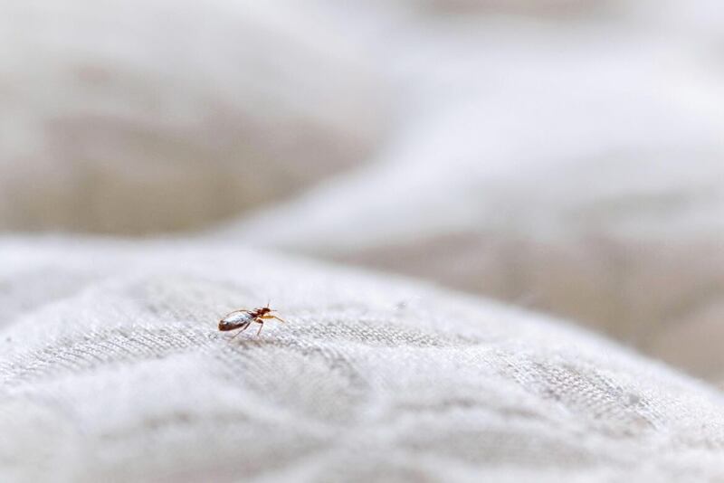 Dealing with bed bugs isn't straightforward 
