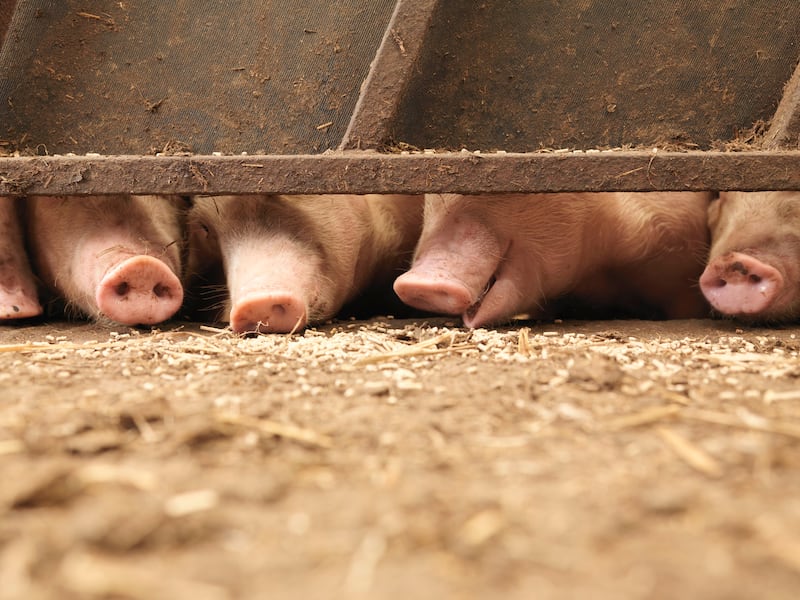 Pig snouts visible under a metal fence in a pig farm.