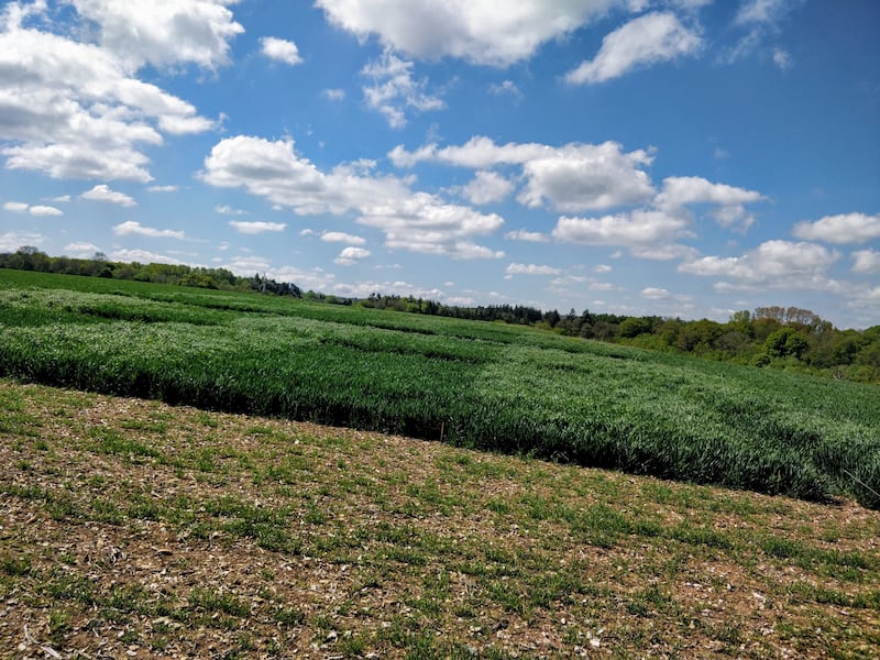 A general photo of field trials for detecting glyphosate-resistant weeds. (John Cussans)