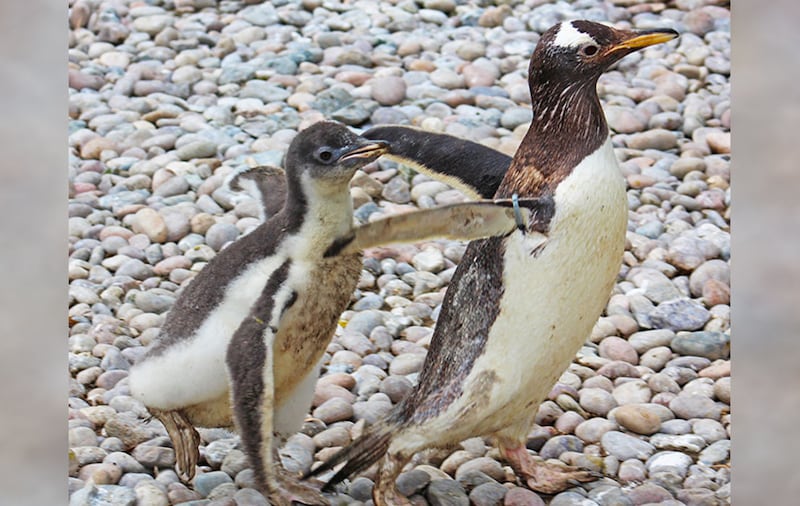 Zoo keepers have been busy keeping the penguin colony cool during the recent hot weather with sun shades, sprinklers and ice lollies