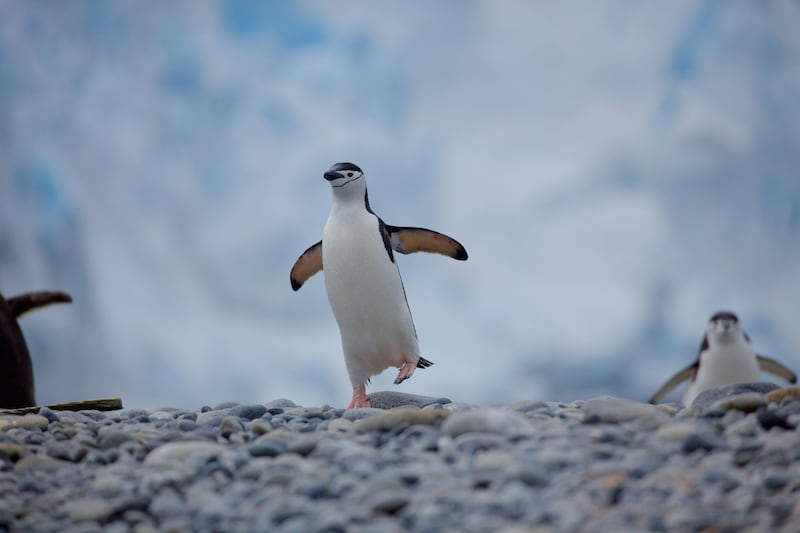 A chinstrap penguin (Pygoscelis antarcticus) balancing on one foot, Antarctic Peninsula. Melting of the Antarctic ice sheets is among the dangerously close tipping points. (Chris Johnson/WWF-AUS)