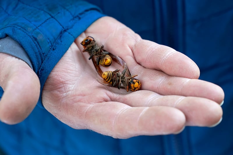 A forest worker holds two of the dozens of Asian giant hornets vacuumed from a tree in 2020 (Elaine Thompson/AP)