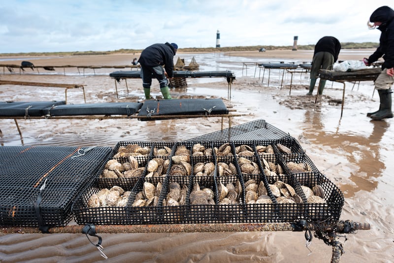 Wilder Humber oyster restoration project