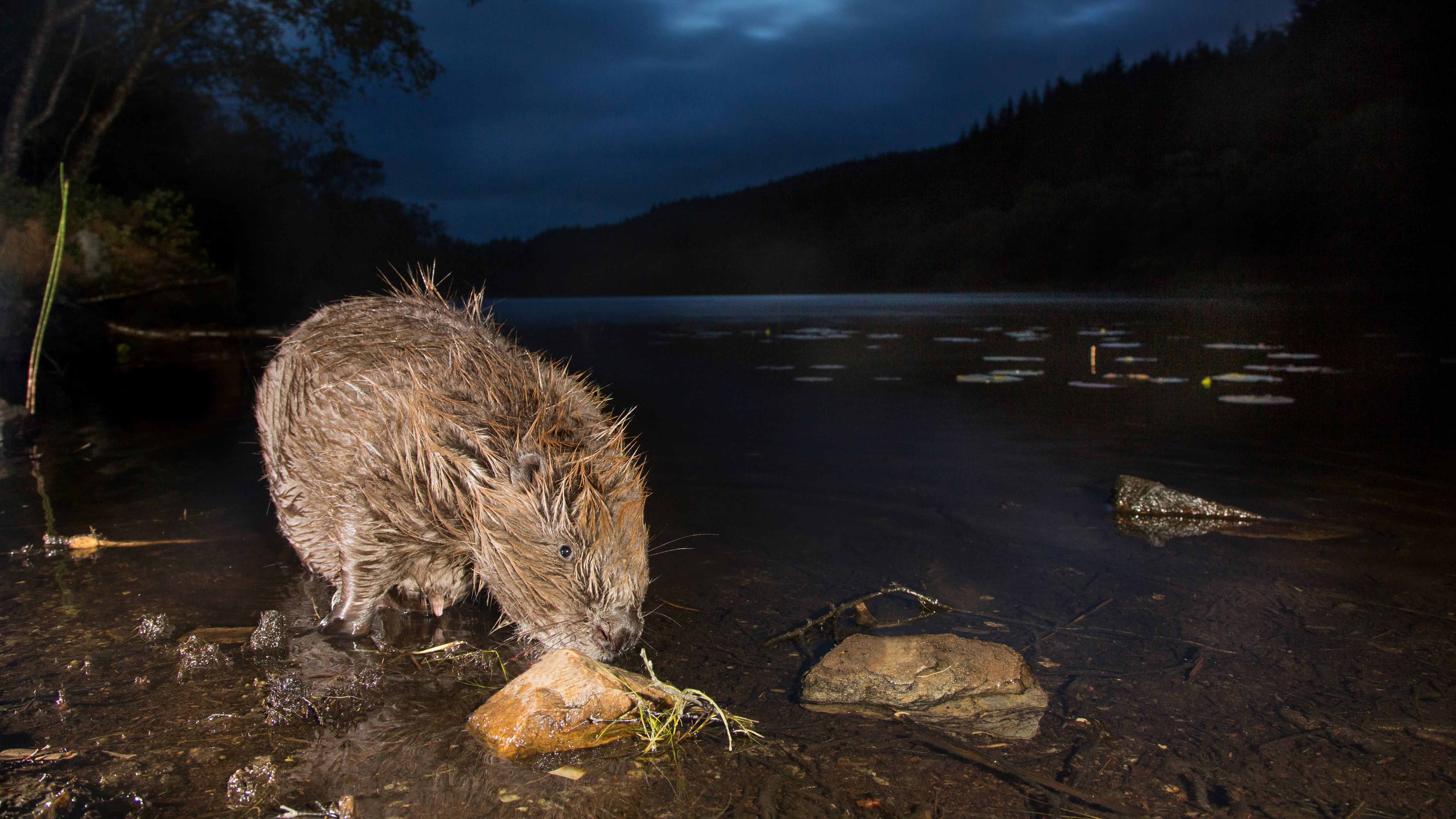 Campaigners say beavers are ‘key allies in tackling the nature and climate emergencies’