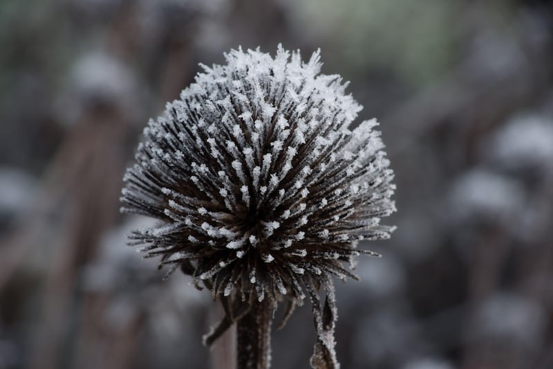 The frosted remains of an echinacea can add structure in winter