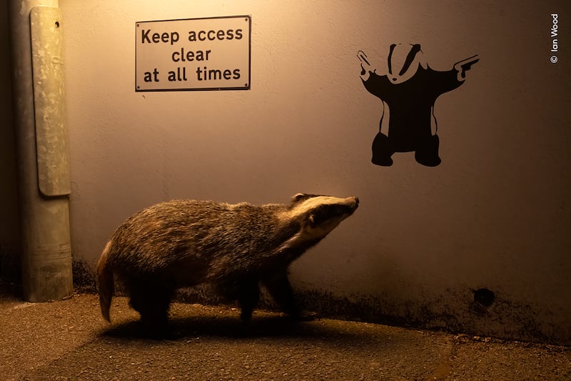 A badger appears to check out badger graffiti on a quiet English road