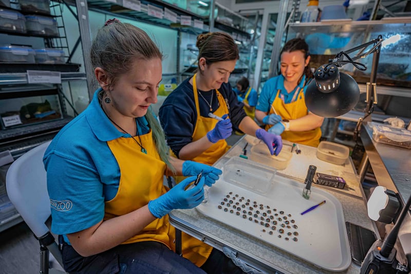 Conservationists spent months devising the perfect breeding conditions for the snails (Chester Zoo)